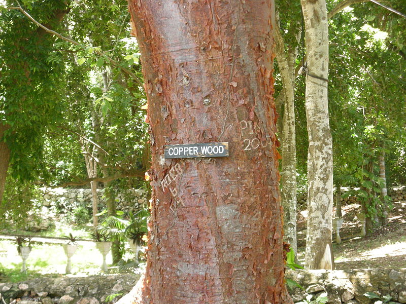 800px-Copperwood-Jamaica