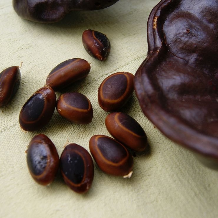 full-guanacaste-tree-seeds