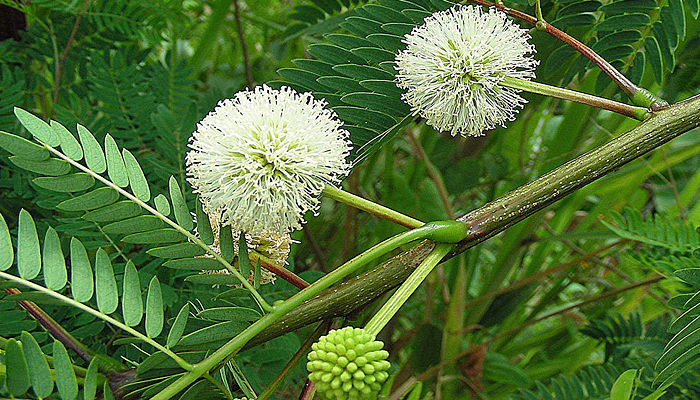 guanacaste-flower