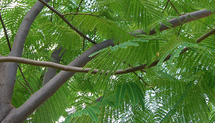 guanacaste-leaves